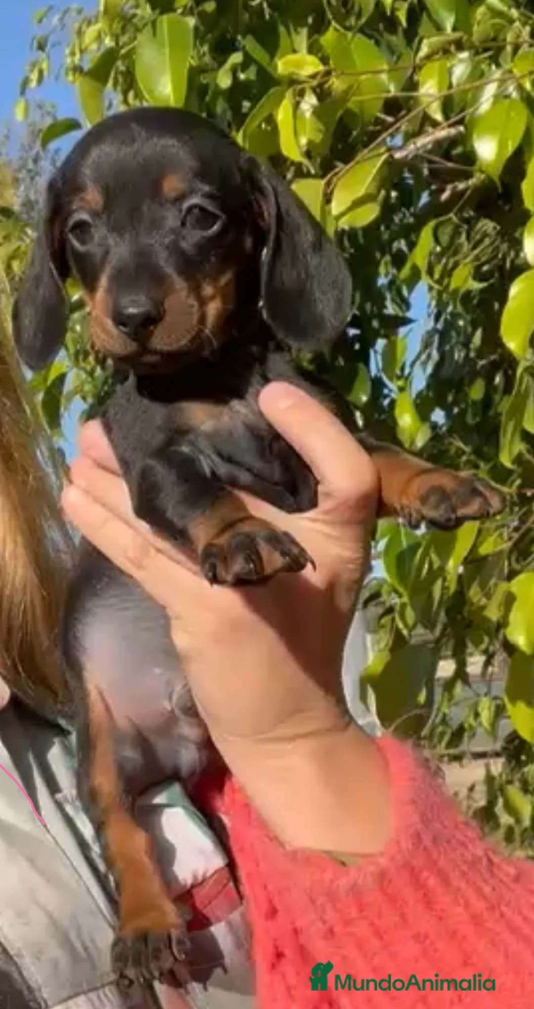 Teckel Miniatura perros en venta: Excelente Teckel negro fuego - Anuncio 2