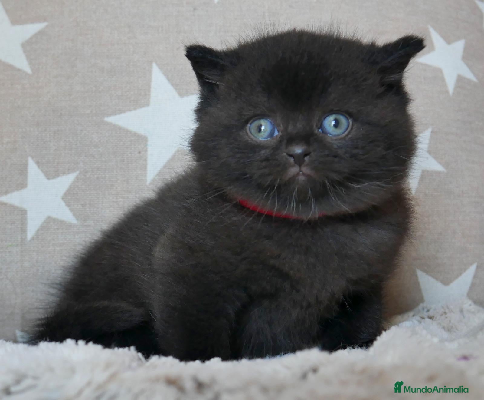 Británico de Pelo Corto gatos Gatitos British Shorthair negros con pedigree  - Anuncio 1
