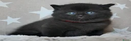 Británico de Pelo Corto gatos en venta: Gatitos British Shorthair negros con pedigree  - Anuncio 1