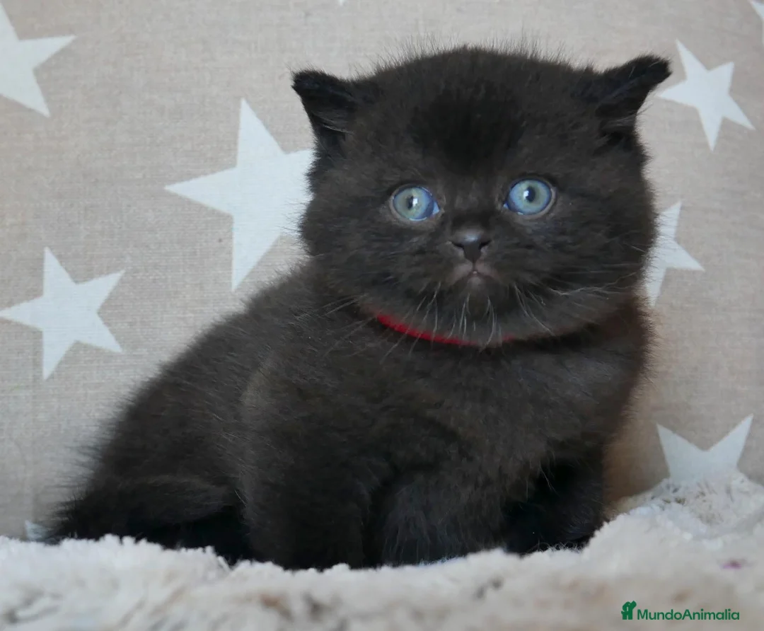 Británico de Pelo Corto gatos en venta: Gatitos British Shorthair negros con pedigree  - Anuncio 1