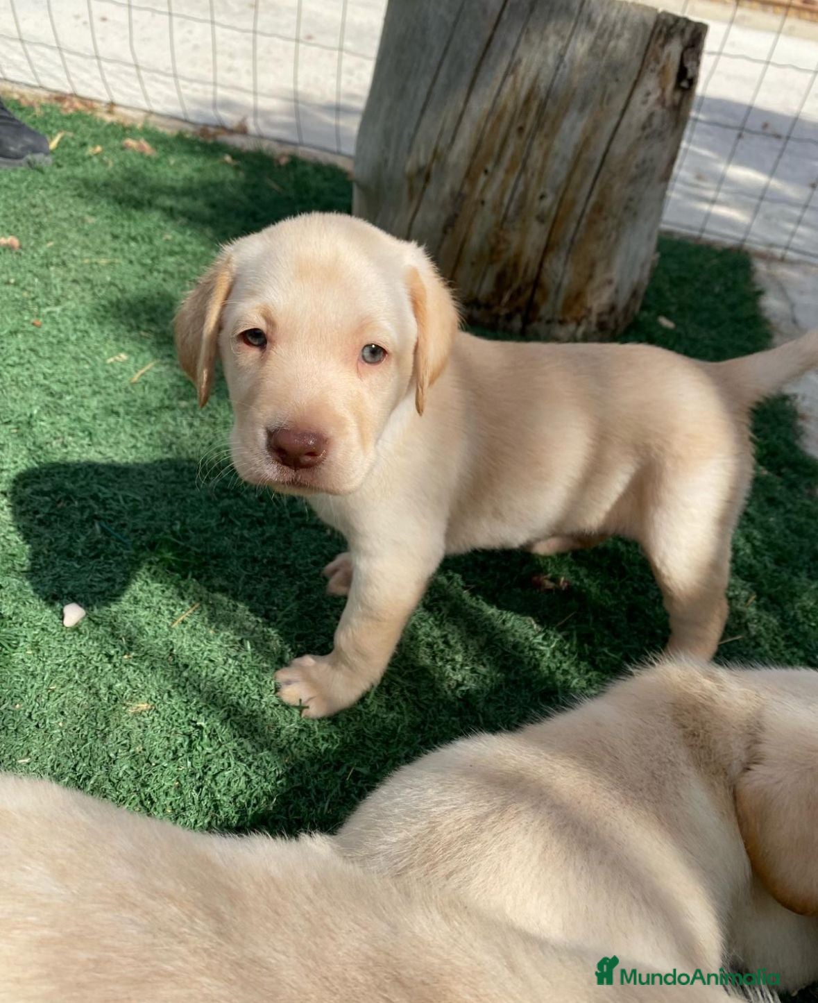 Labrador Retriever perros Labrador retriever  - Anuncio 4