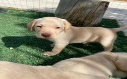 Labrador Retriever perros en venta: Labrador retriever  - Imagen 1