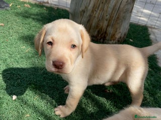 Labrador Retriever perros - Anuncio 1