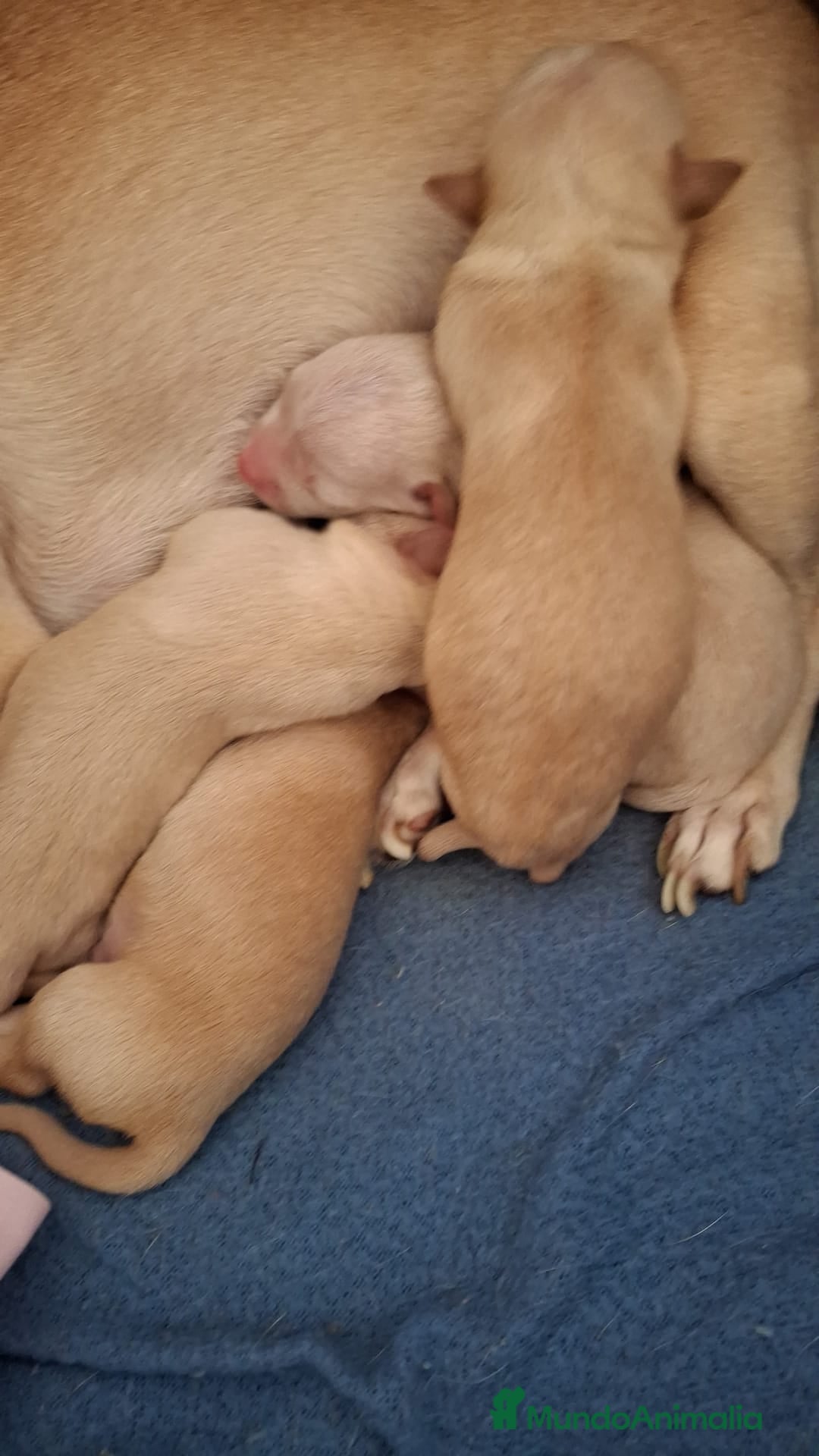 Chihuahua perros Chihuahua Toy  - Anuncio 14