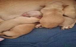 Chihuahua perros en venta: Chihuahua Toy  - Anuncio 1