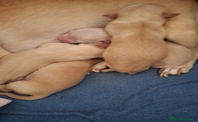 Chihuahua perros Chihuahua Toy  - Anuncio 1