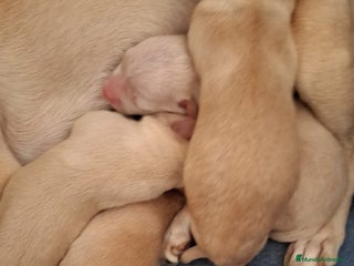 Chihuahua perros Chihuahua Toy - Anuncio 1