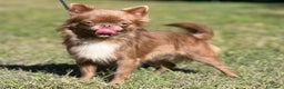 Chihuahua perros en venta: CHIHUAHUA LILAC LÍNEA RUSA - Anuncio 4