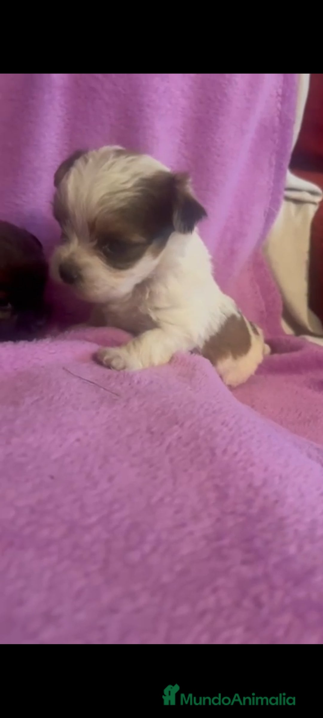 Morkie perros en venta: Morkies toys - Anuncio 2