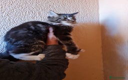 Maine Coon gatos en venta: Maine coom - Imagen 8