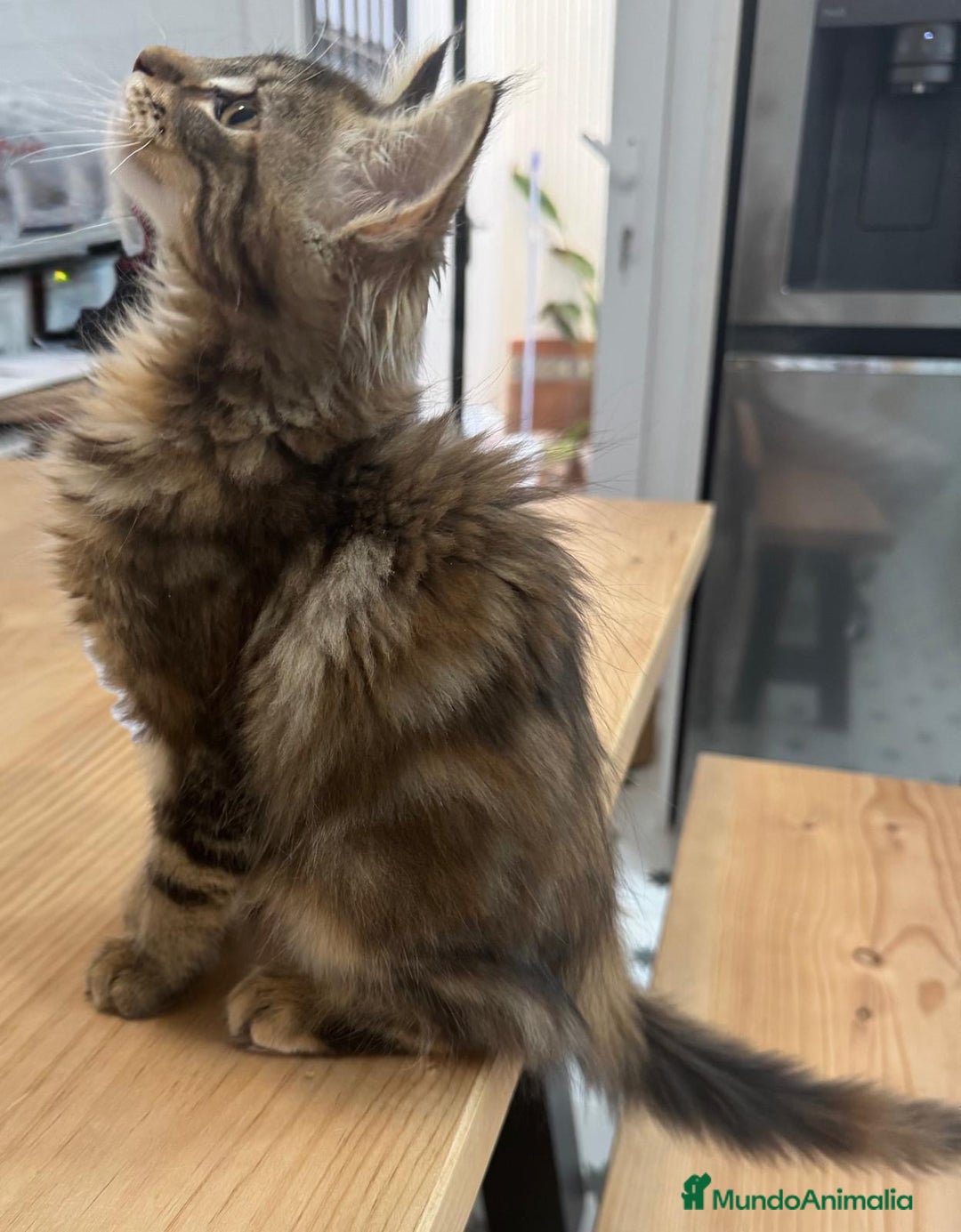 Maine Coon gatos en venta: Preciosa gatita Maine coon - Anuncio 9