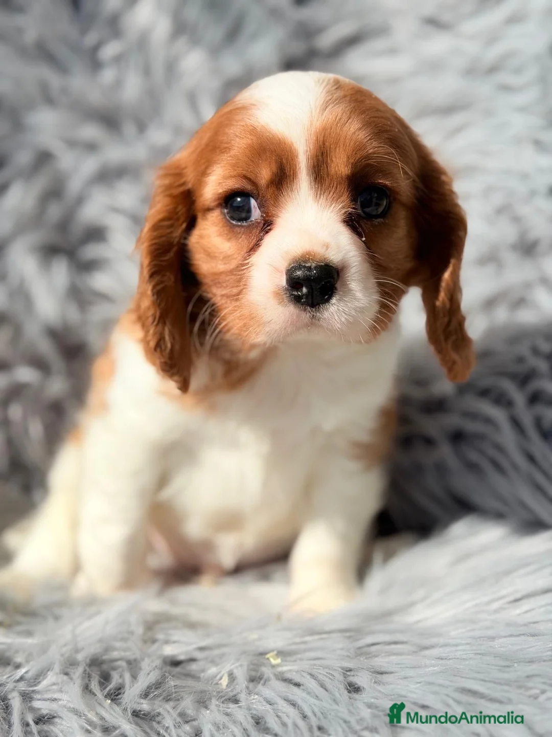 Cavalier King Charles Spaniel perros en venta: Macho cavalier  - Anuncio 4