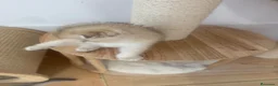 Scottish Fold gatos en venta: Scottish fold - Anuncio 3