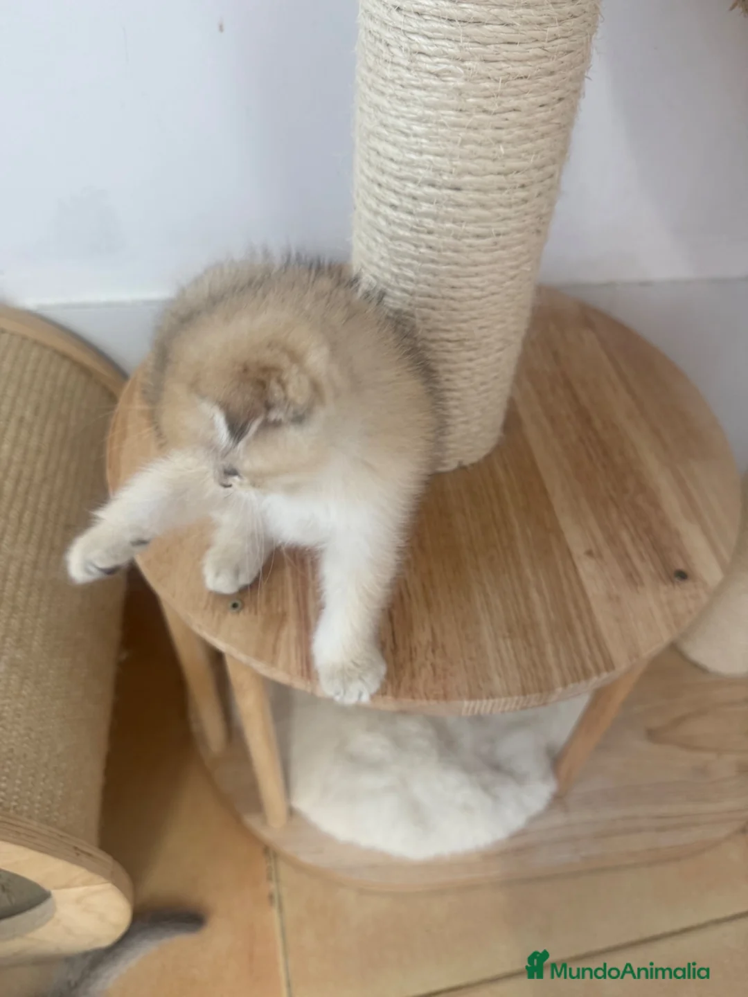Scottish Fold gatos en venta: Scottish fold - Anuncio 3