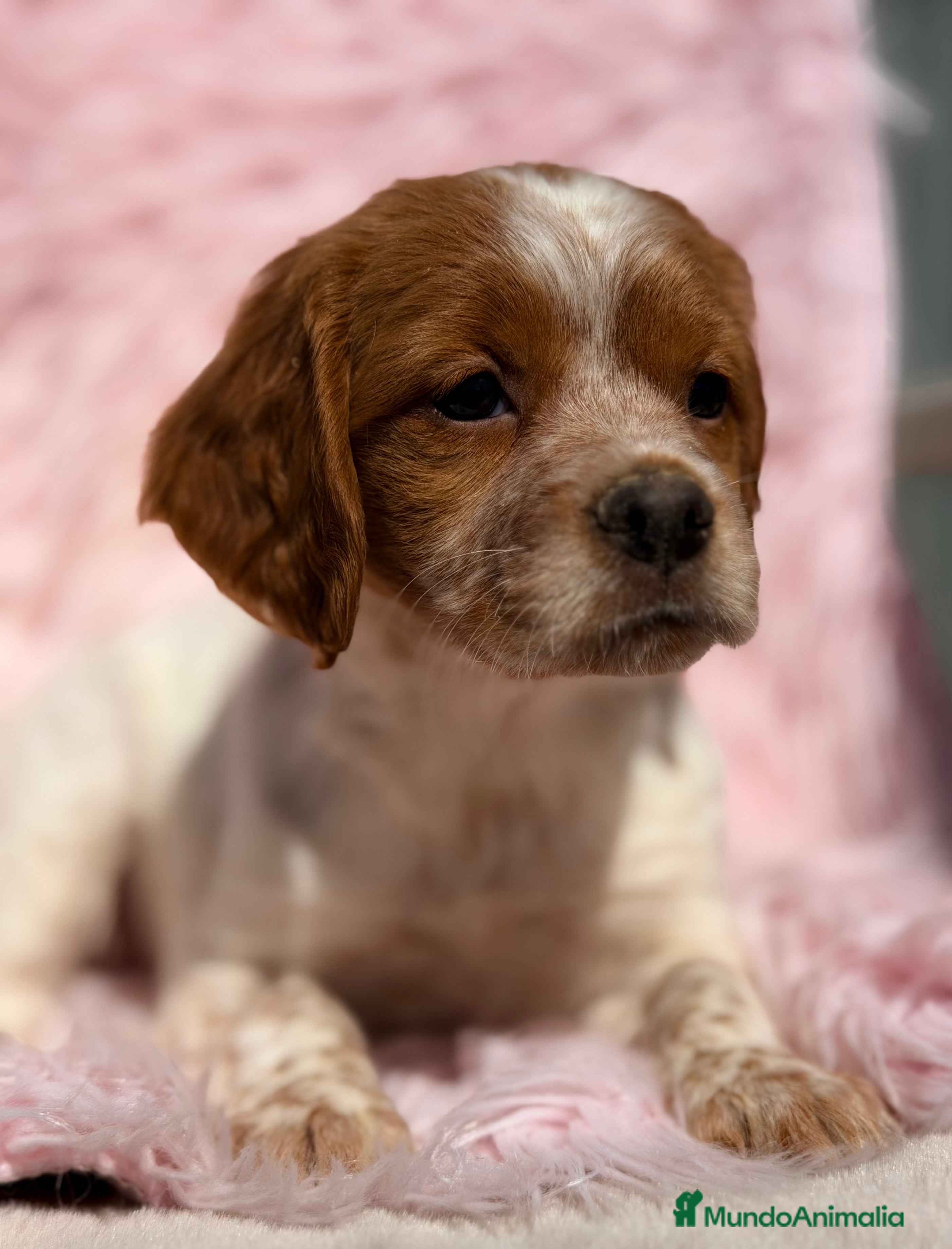 Épagneul Breton perros Breton español  - Anuncio 4