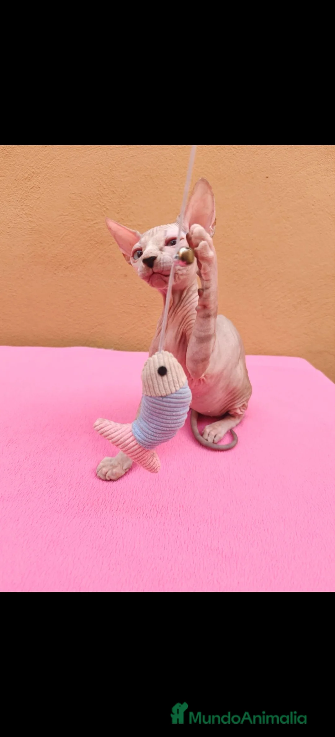 Sphynx gatos en venta: Preciosa hembrita ojos azules  - Anuncio 7