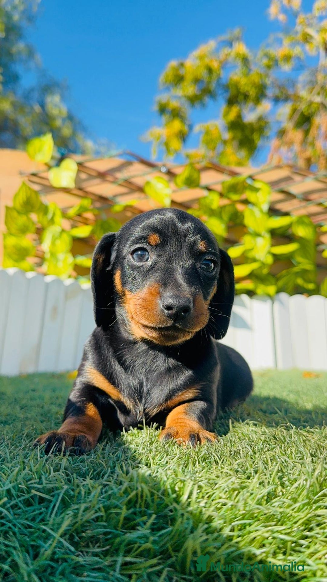 Teckel Miniatura perros en venta: TECKEL MINIATURA - Anuncio 36