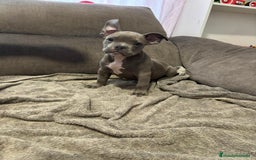 American Bully perros en venta: Último amecae bully !! - Imagen 2