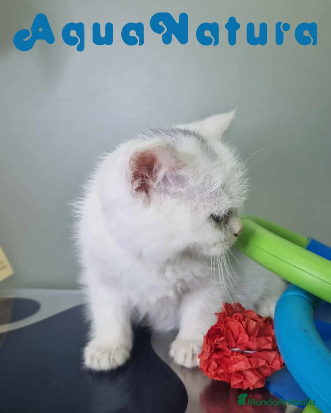 Británico de Pelo Corto gatos en venta: British Shorthair Hembra 1741 AQUANATURA - Anuncio 3