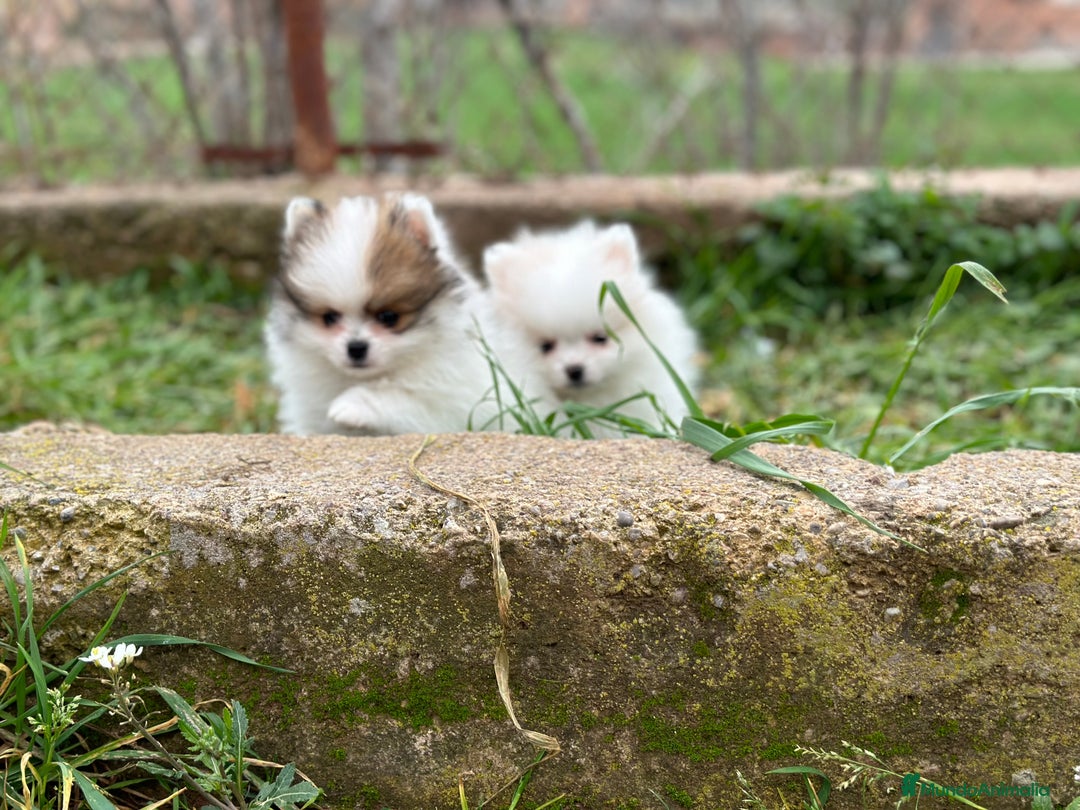 Pomerania perros en venta: POMERANIA MINITOY HEMBRAS ESPECTACULARES! en Barcelona - Imagen 1