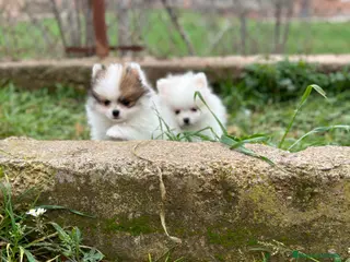 Pomerania perros POMERANIA MINITOY HEMBRAS ESPECTACULARES! en Barcelona - Anuncio 16