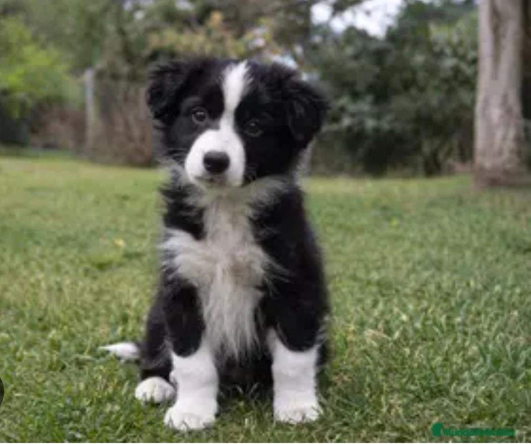 Border Collie perros Border collie  - Anuncio 1