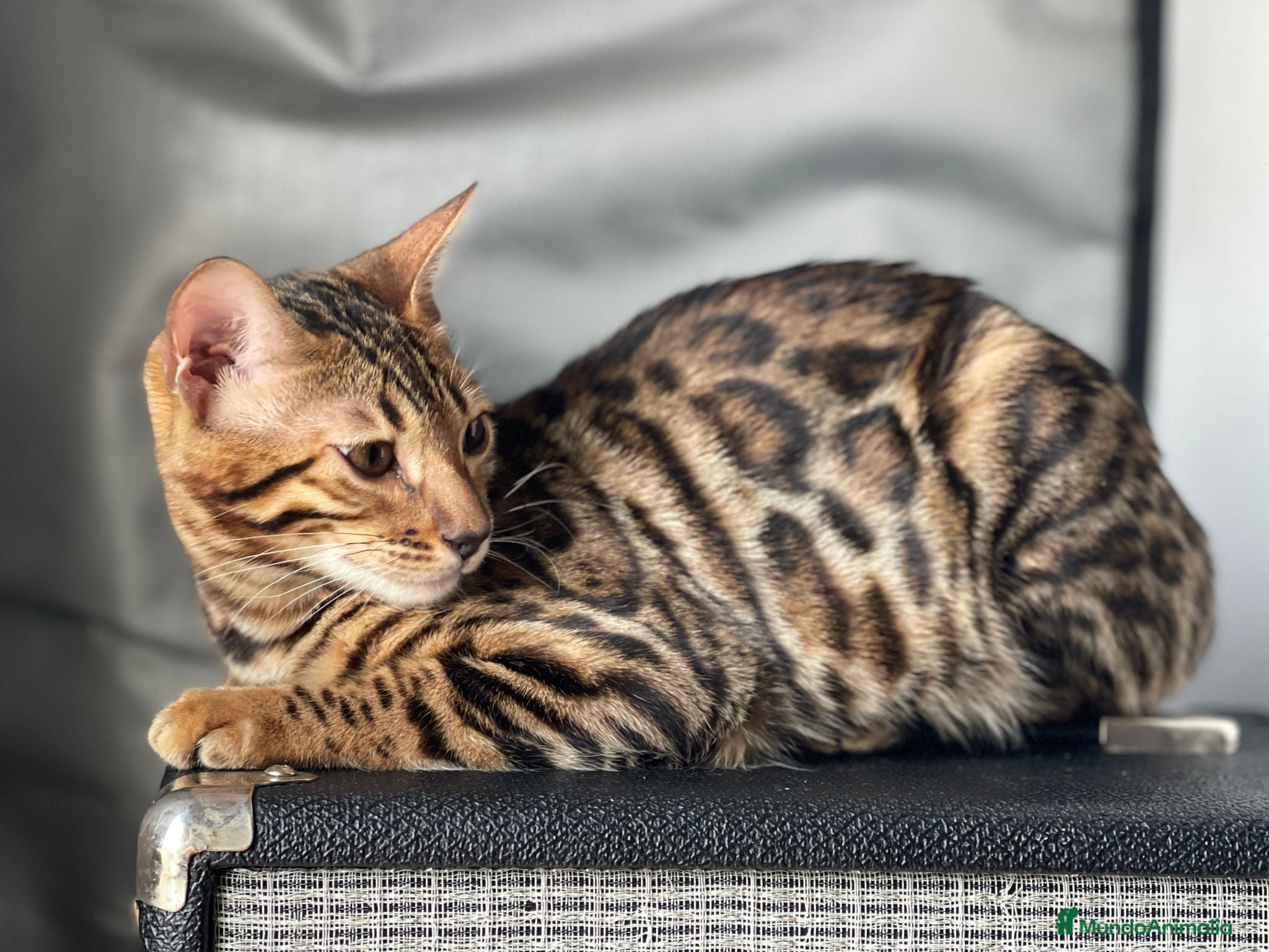 Bengalí gatos Gatita Bengalí - Anuncio 1