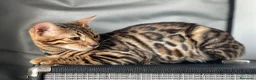 Bengalí gatos en venta: Gatita Bengalí - Anuncio 1