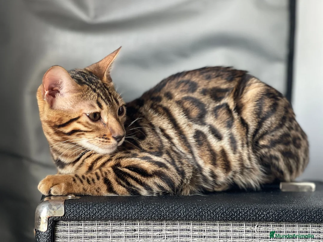 Bengalí gatos en venta: Gatita Bengalí - Anuncio 1
