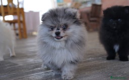 Pomerania perros en venta: 🌌 Prodigy – Pomerania exótico Merlé 🐾 - Imagen 5