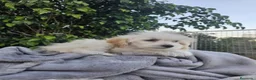 Perro Crestado Chino perros en venta: Crestado chino precio real - Anuncio 3