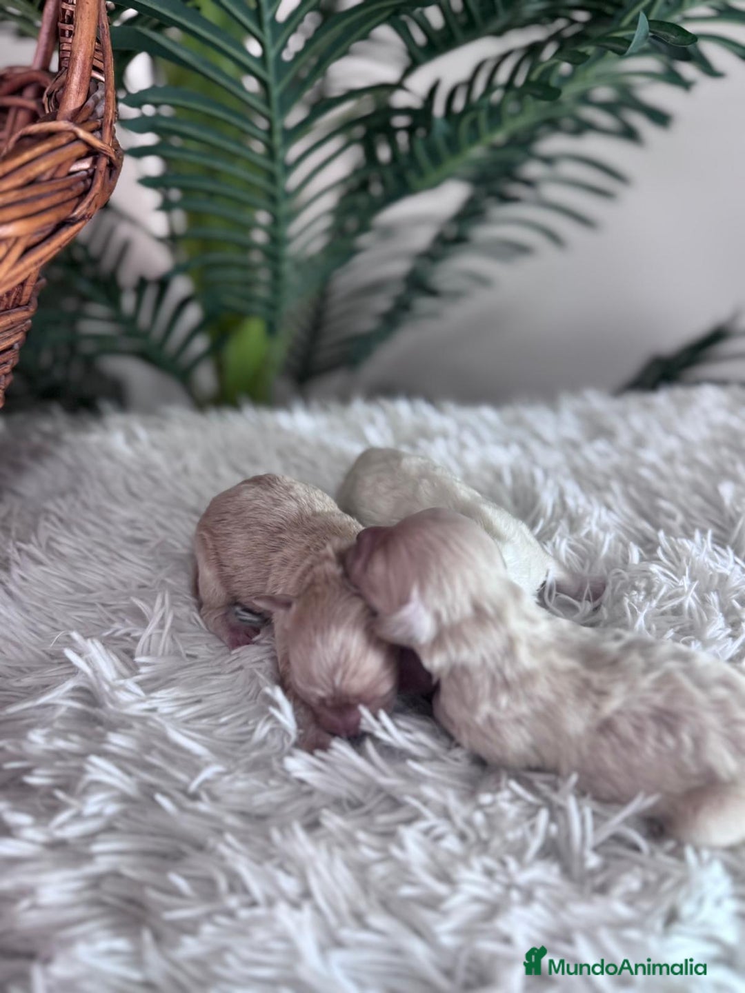 Maltipoo perros en venta: MALTIPOO - Anuncio 14