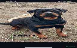 Rottweiler perros en venta: ROTTWEILER, ENTREGA INMEDIATA  - Anuncio 5
