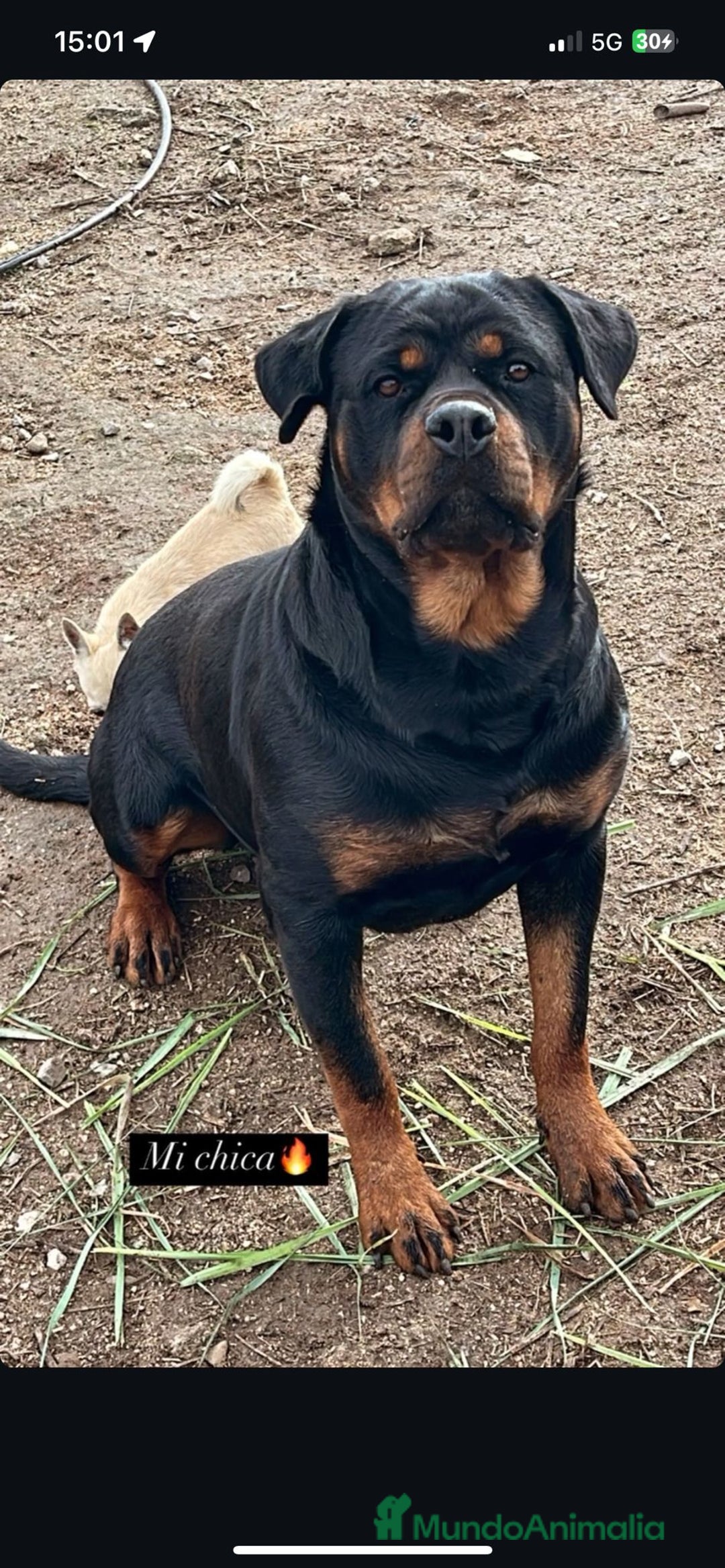 Rottweiler perros en venta: ROTTWEILER, ENTREGA INMEDIATA  - Anuncio 5