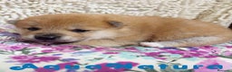 Shiba Inu perros en venta: Shiba Inu Hembra de Maya y Silvio 1829- AQUANATURA en Barcelona - Anuncio 2