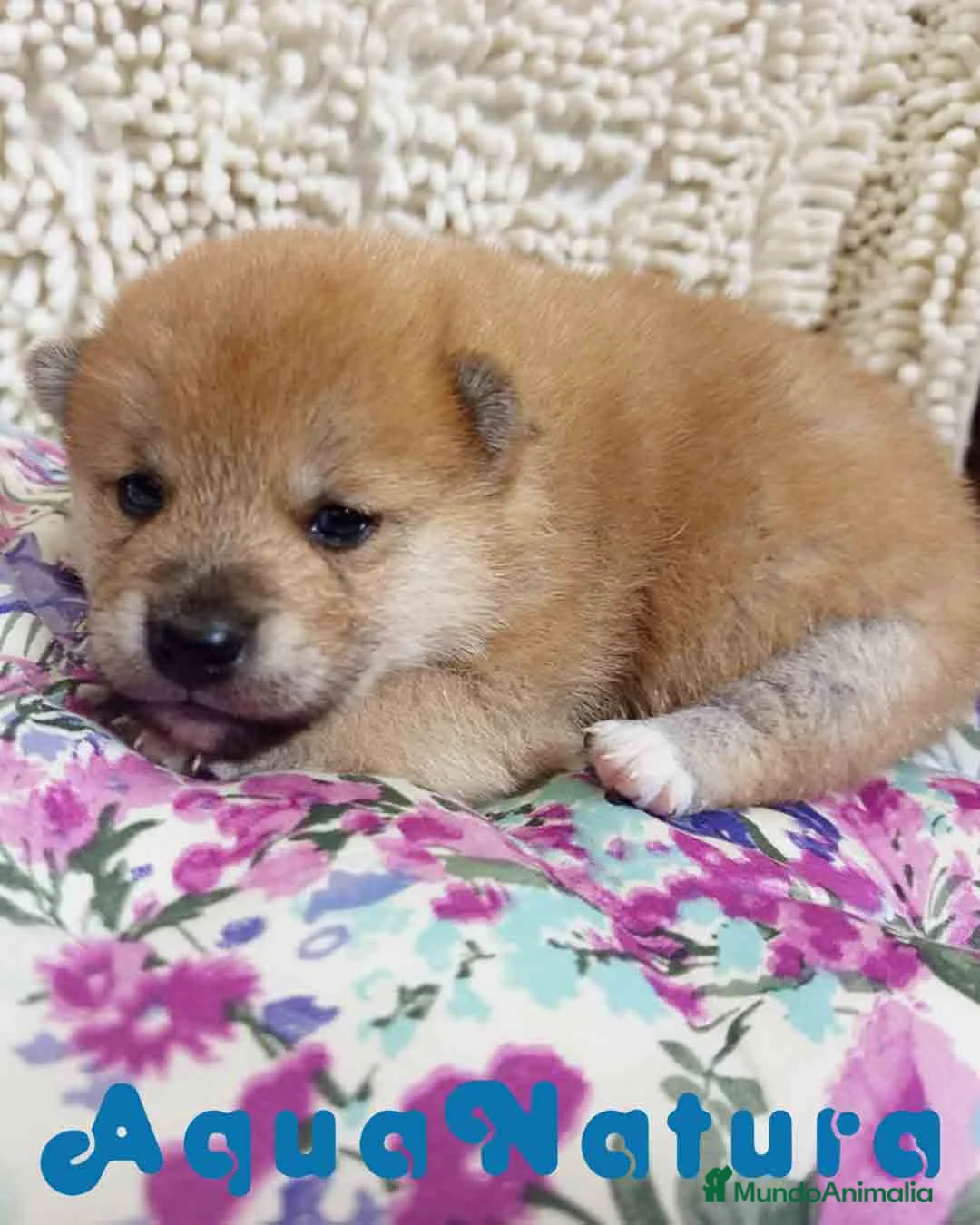 Shiba Inu perros en venta: Shiba Inu Hembra de Maya y Silvio 1829- AQUANATURA en Barcelona - Anuncio 2