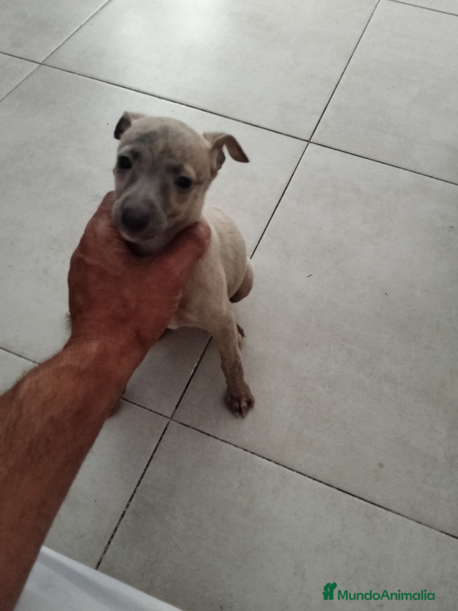 Whippet perros Whipper  - Anuncio 1