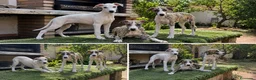 Whippet perros en venta: WHIPPET CACHORROS - DOS HERMANAS  - Anuncio 1