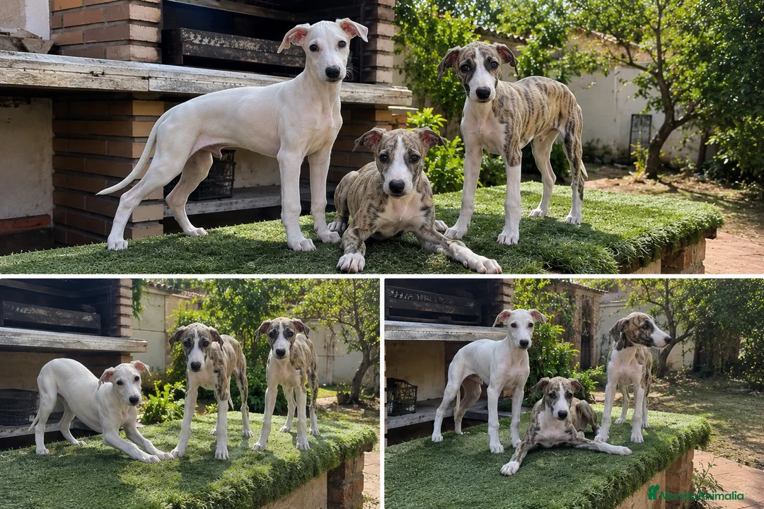 Whippet perros en venta: WHIPPET CACHORROS - DOS HERMANAS  - Anuncio 1