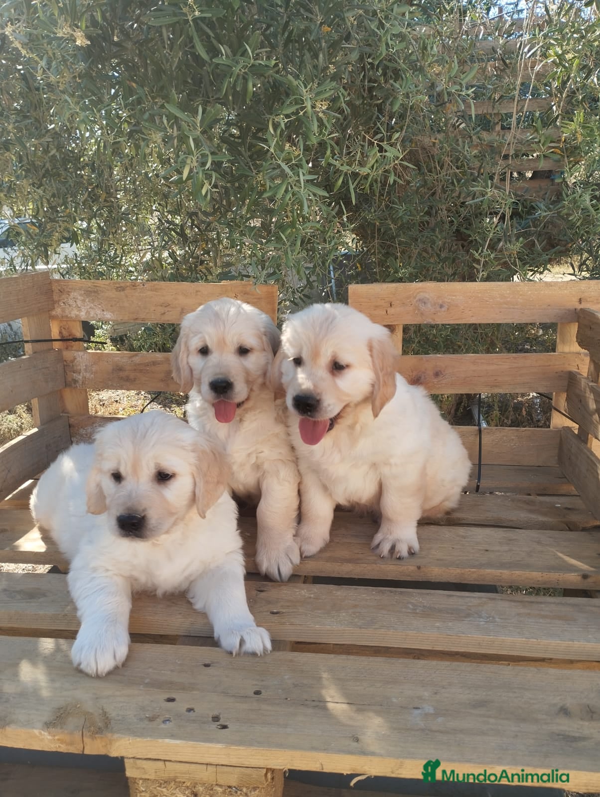 Golden Retriever perros Cachorros de Golden Retriever - Anuncio 1