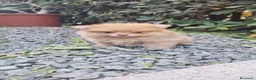 Pomerania perros en venta: Pomerania  - Anuncio 2