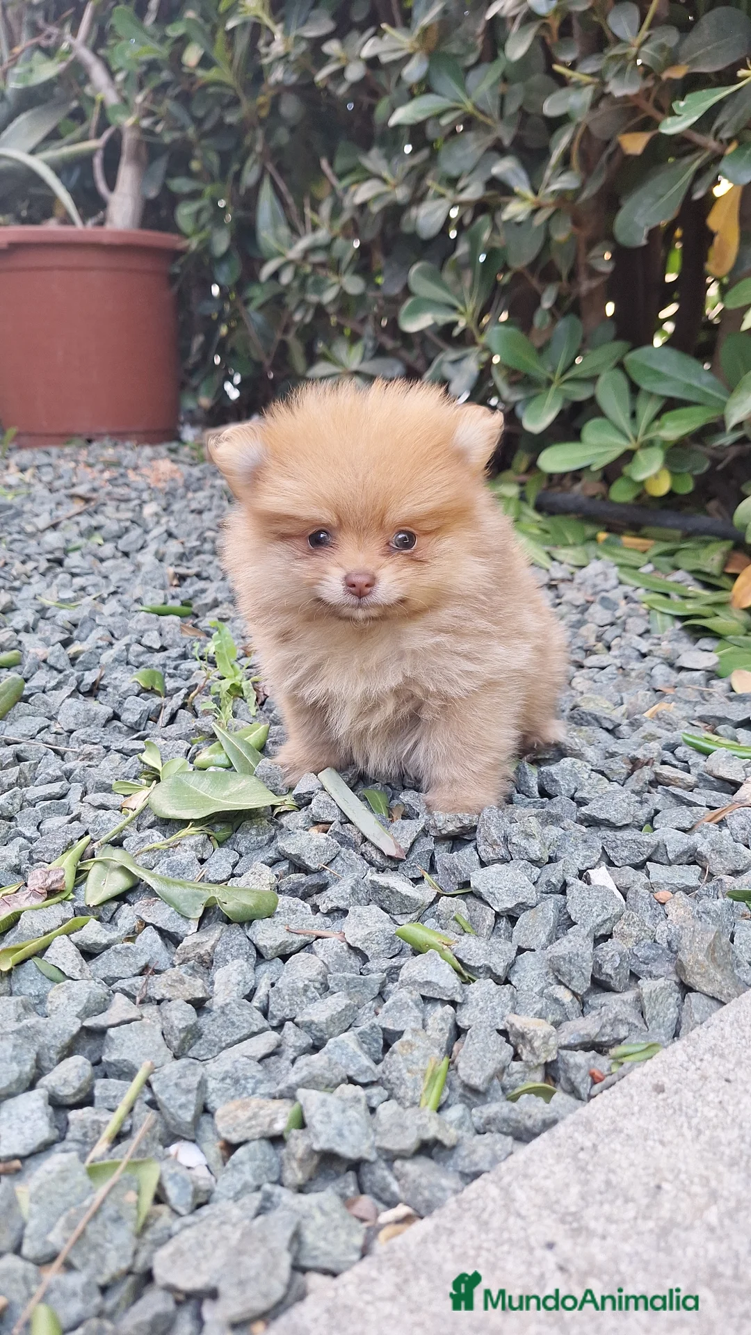 Pomerania perros en venta: Pomerania  - Anuncio 2