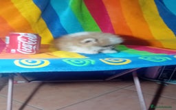 Pomerania perros en venta: Preciosos pomeranias americanos boo  - Imagen 2