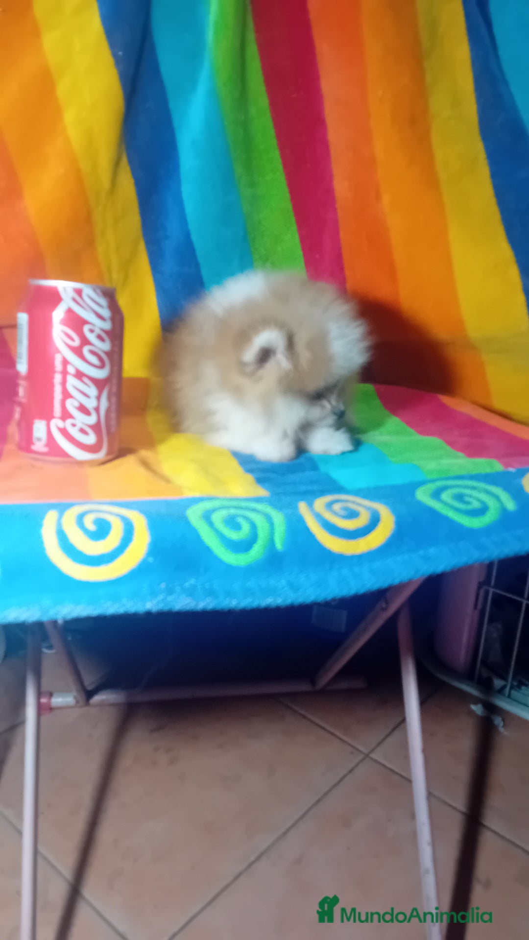 Pomerania perros en venta: Preciosos pomeranias americanos boo  - Imagen 2