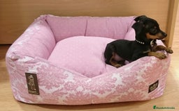 Ratón de Praga perros en venta: Ratón de Praga - Imagen 4