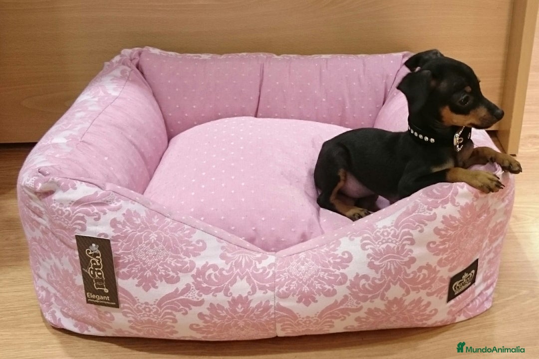 Ratón de Praga perros en venta: Ratón de Praga - Imagen 4