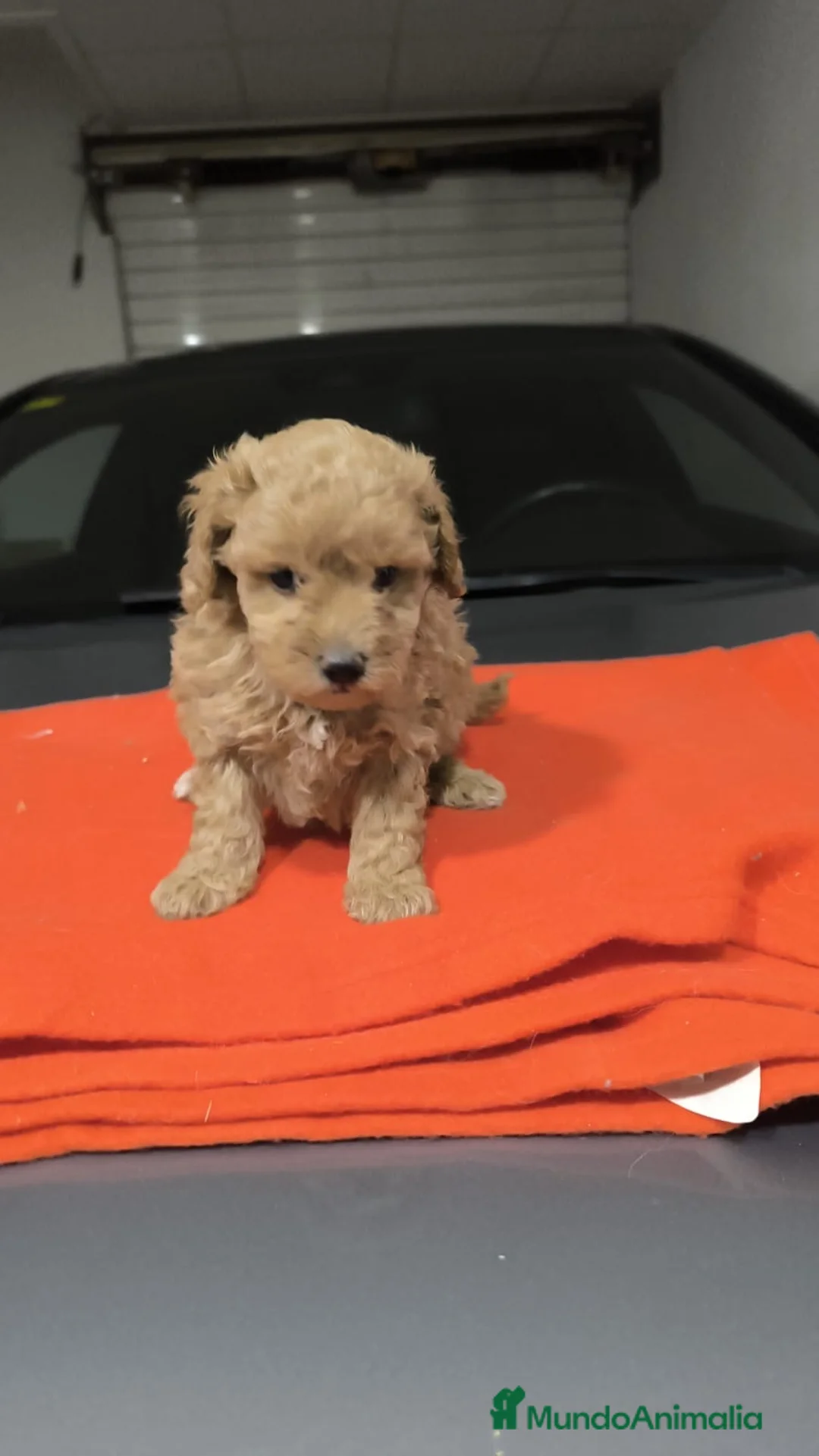 Maltipoo perros en venta: PRECIOSO EJEMPLARES DE MALTIPOO 90% (caniche ) - Anuncio 2