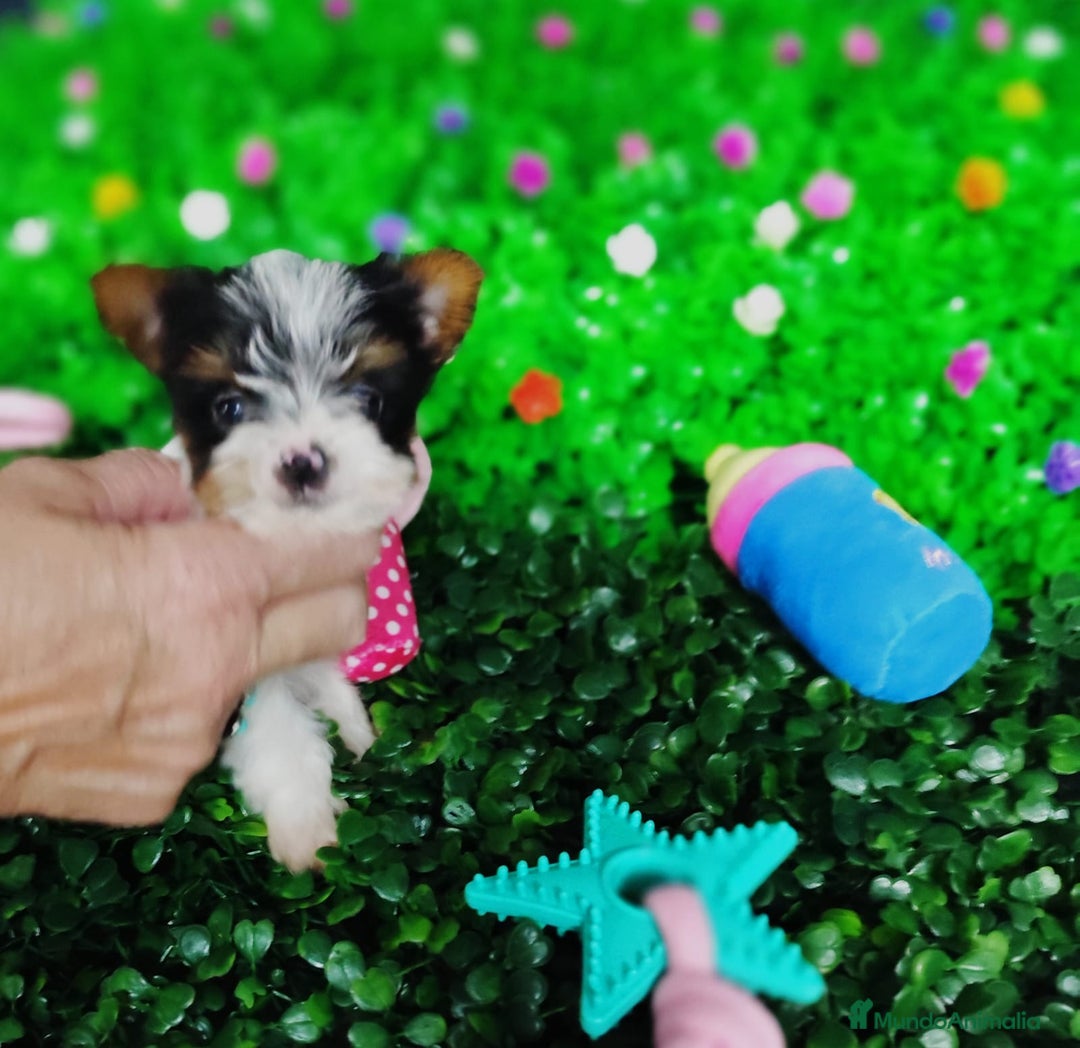 Biewer Yorkshire Terrier a la Pom Pon perros en venta: Yorkshire biewer toy  - Anuncio 1