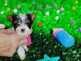 Biewer Yorkshire Terrier a la Pom Pon perros Yorkshire biewer toy - Anuncio 3