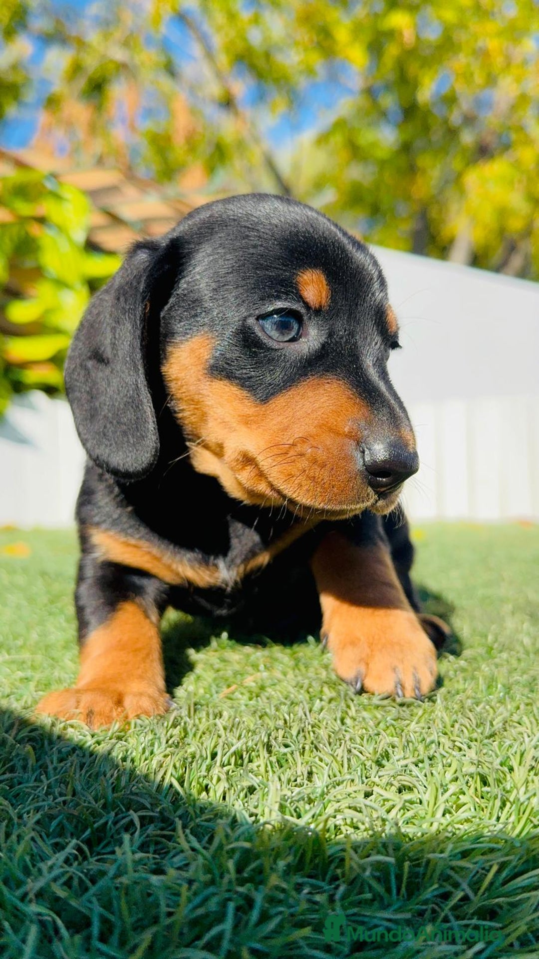 Teckel Miniatura perros en venta: TECKEL MINIATURA - Anuncio 23